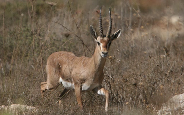 Une gazelle dans la réserve protégée de la Vallée des daims à Jérusalem (Crédit : Haim Shohat/Flash90) Une gazelle dans la réserve protégée de la Vallée des daims à Jérusalem (Crédit : Haim Shohat/Flash90)