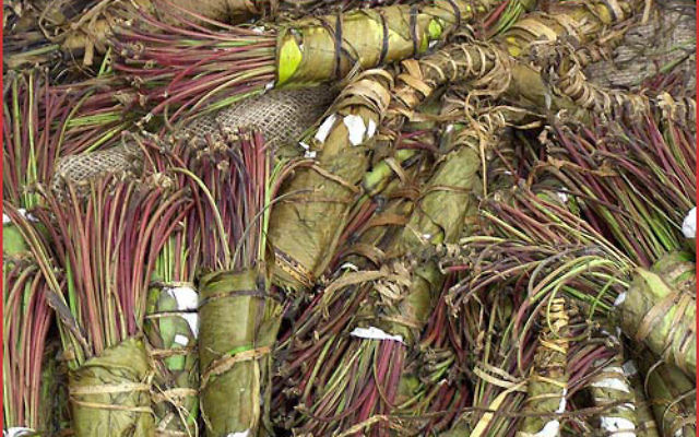 Des feuilles de khat (Crédit : SS BY-SA 3.0, by Abalg, Wikimedia Commons)