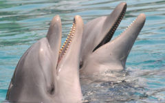 Illustration : Des dauphins au Dolphin Reef à Eilat (Crédit photo : Jorge Novominsky/Flash90)