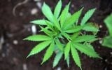 Illustration : Un plant de cannabis. (Crédit: Yossi Zamir/Flash 90)