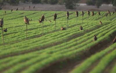 Un champ irrigué au goutte-à-goutte dans le sud d'Israël (Crédit photo : Kobi Gideon/Flash90)