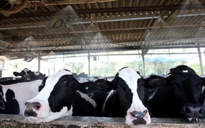 Des vaches laitières dans le kibboutz Galgal. (Crédit : Miriam Alster/Flash90)