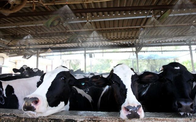 Des vaches laitières dans le kibboutz Galgal. (Crédit : Miriam Alster/Flash90)