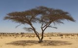 Un acacia dans le désert du Négev. (Crédit : Nati Shohat/Flash 90)