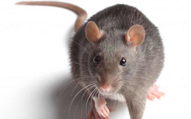 Illustration de rat (Crédit : via Shutterstock) Illustration de rat (Crédit : via Shutterstock)