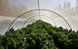 Des plants de cannabis dans une structure de production du nord d'Israël, en 2010. (Crédit: Abir Sultan/Flash 90)
