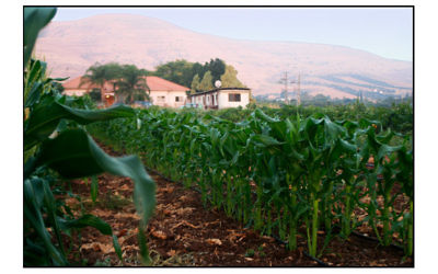 Vue sur des champs de blé à Savta Ilanit (Courtesy Savta Ilanit)
