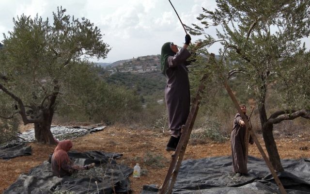 Des Palestiniennes récoltent des olives. Illustration. (Crédit : Nati Shohat/Flash90) Des Palestiniennes récoltent des olives. Illustration. (Crédit : Nati Shohat/Flash90)