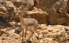 Une gazelle de montagne (Gazella gazella) au Zoo biblique de Jérusalem, 2006. (Crédit : CC BY SuperJew/Wikimedia Commons)
