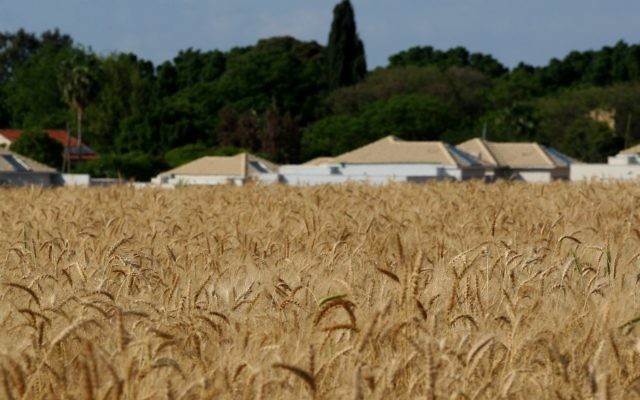 Un champ de blé près du Kibbutz Einat au centre d’Israël (Crédit : Moshe Shai/Flash90)
