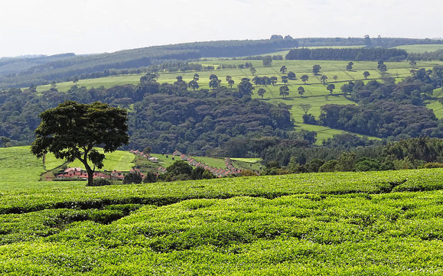 Plantations de thé, près de Kericho au Kenya (Crédit :Bjorn Christian Torissen/Wikimedia Commons/CC BY-SA 3.0)