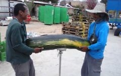 Des travailleurs à Ein Yahav qui portent une gigantesque citrouille (Crédit : Rami Sadeh via le ministère de l'Agriculture)