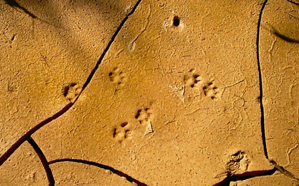 Le guide Haim Berger suit un animal à la trace (Crédit : Haim Berger)