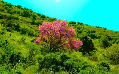Le printemps au Mont Arbel (Crédit : Josh Fisher)