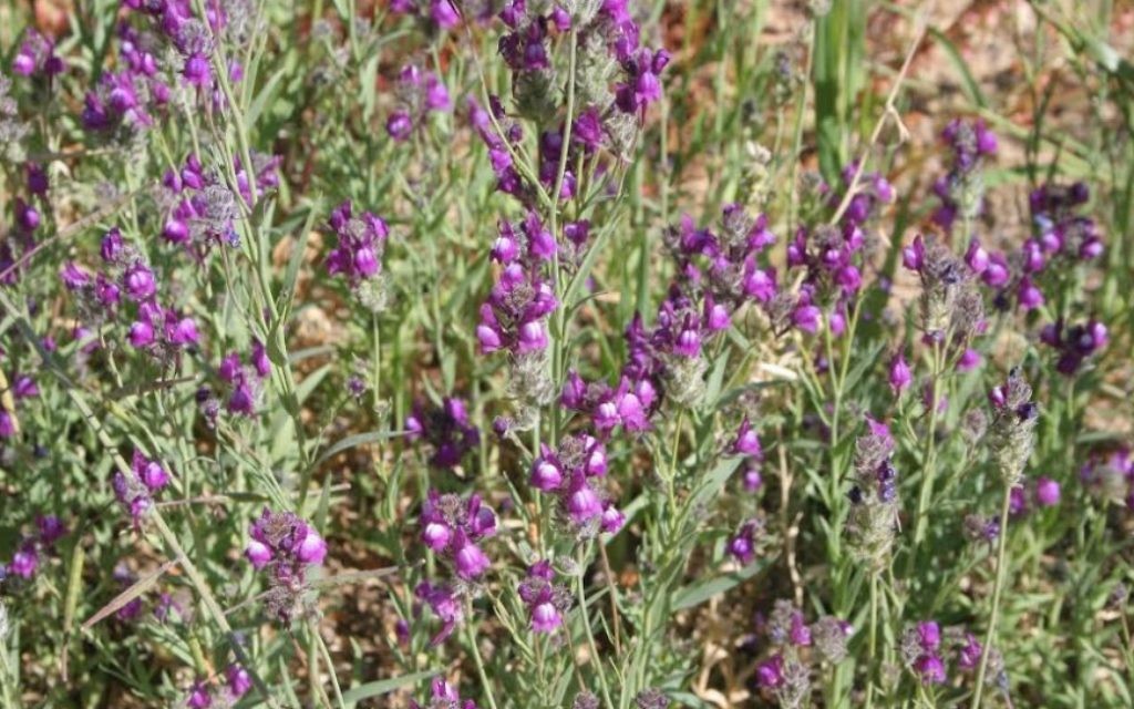 Des linaires de Jaffa au jardin botanique (Crédit : Schmuel Bar-am)
