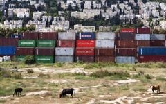 Des vaches, de la tolle et des immeubles à Haifa (Crédit : Frederic Brenner)