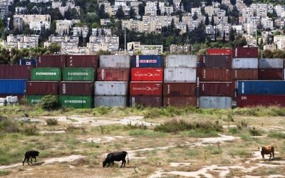 Des vaches, de la tolle et des immeubles à Haifa (Crédit : Frederic Brenner)