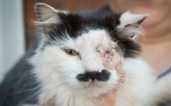 Le chat Baz, 7 ans qui ressemblerait à Adolf Hitler (Crédit : capture d'écran YouTube)