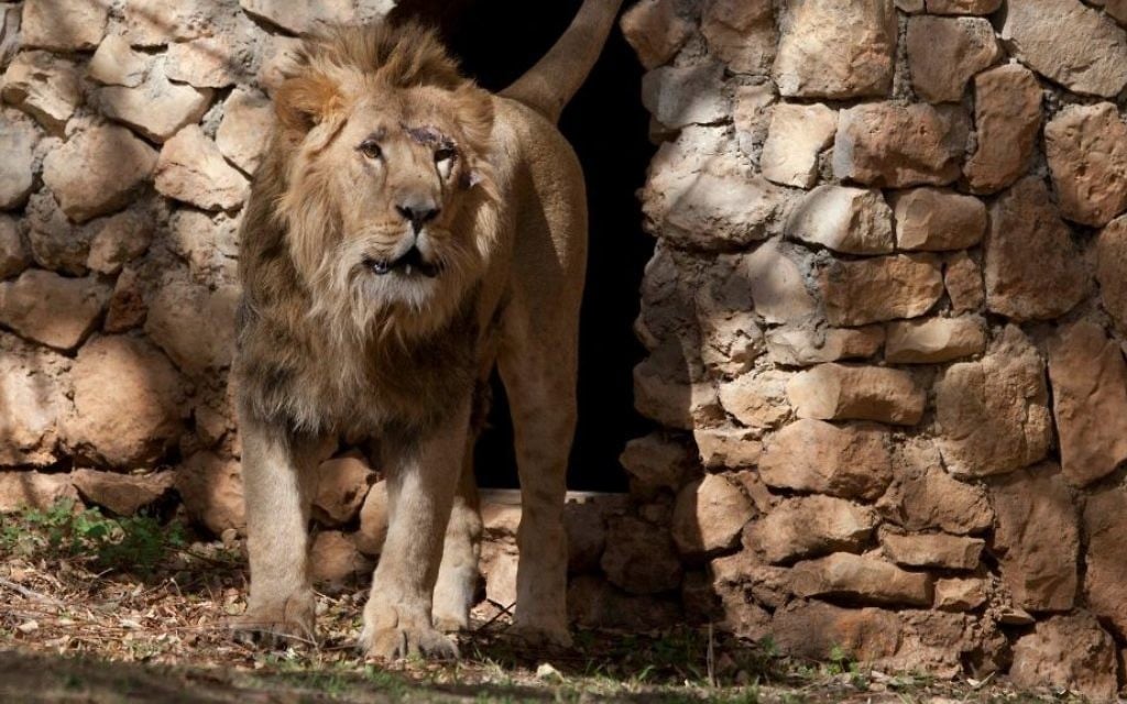 Le nouveau lion au zoo de Jérusalem (Crédit : Flash 90) Le nouveau lion au zoo de Jérusalem (Crédit : Flash 90)