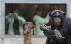 Un chimpanzé au zoo de Ramat Gan (Crédit : Shay Levy/Flash 90)