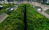 Des plants de marijuana cultivés sous serre. (Crédit : autorisation)