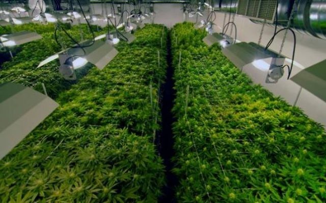 Des plants de marijuana cultivés sous serre. (Crédit : autorisation)