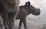 Un veau de rhinocéros femelle au zoo de Ramat Gan (Crédit : Tibor Jeger)