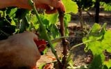 Un bénévole émonde la vigne Tekuma, pour aider Boyman à se préparer pour l'année sabbatique après un été difficile. (Crédit : Rony Shrem / OneDay bénévolat social)