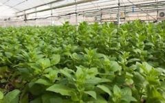 Une serre de tomates de l'entreprise CollPlant qui sert à "produire" du collagène humain (Crédit : Autorisation)
