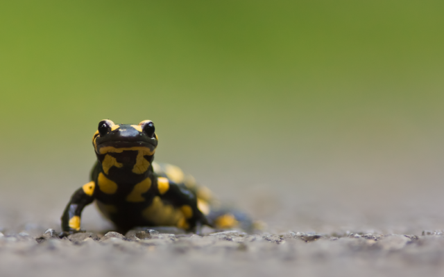 Salamandre tachetée (Crédit : Wikimedia commons ; CC-BY-SA-3.0)