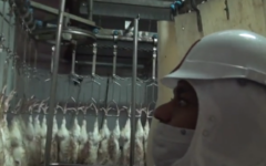 Un abattoir de dindes. Illustration. (Crédit : capture d'écran Dailymotion)