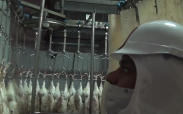 Un abattoir de dindes. Illustration. (Crédit : capture d'écran Dailymotion) Un abattoir de dindes. Illustration. (Crédit : capture d'écran Dailymotion)