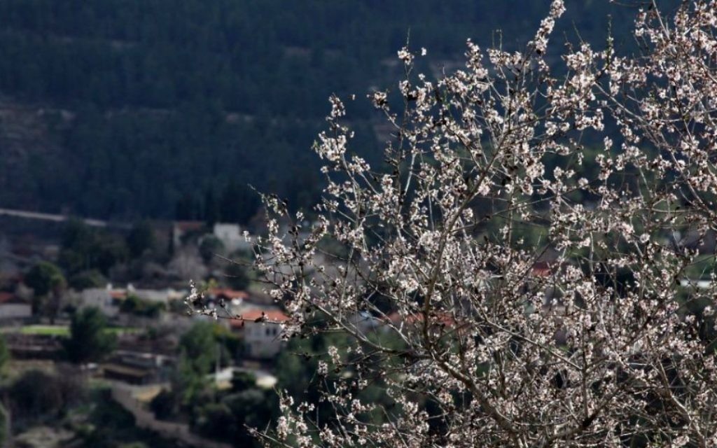 Des amandiers à Sataf, près de Jérusalem (Crédit : Yossi Zamir/Flash90) Des amandiers à Sataf, près de Jérusalem (Crédit : Yossi Zamir/Flash90)