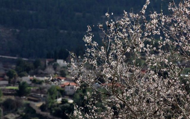 Des amandiers à Sataf, près de Jérusalem (Crédit : Yossi Zamir/Flash90)