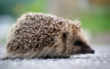 Illustration d'un hérisson (Crédit : Pixabay/Domaine public)
