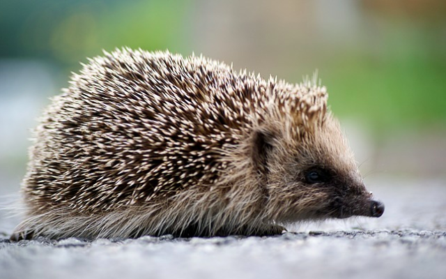 Illustration d'un hérisson (Crédit : Pixabay/Domaine public)