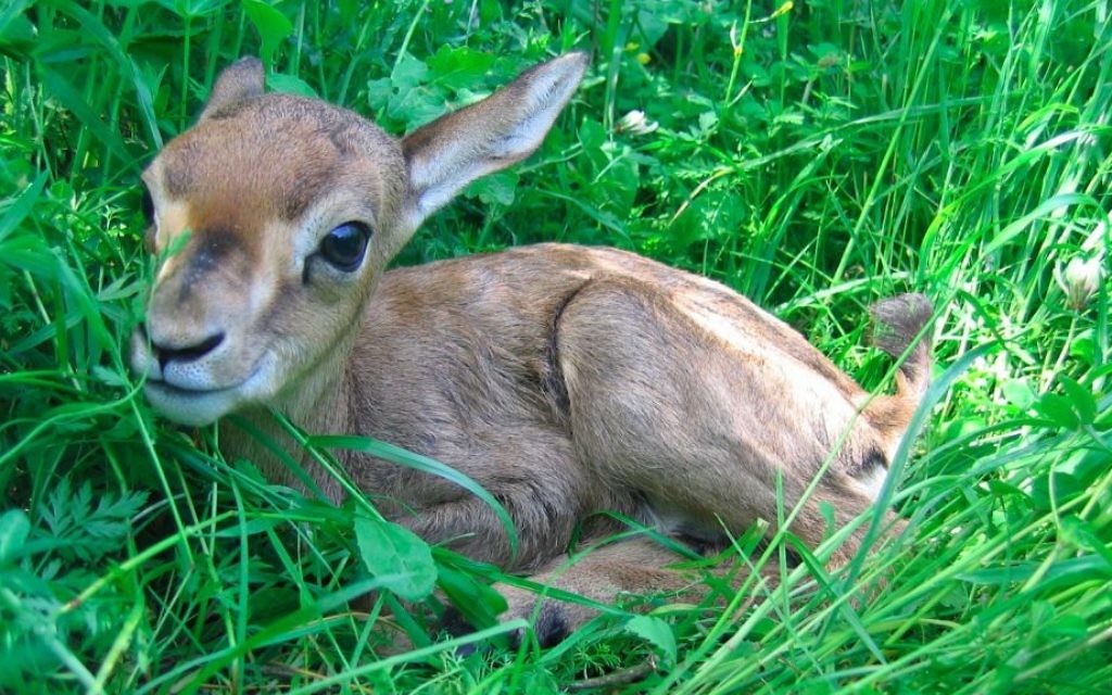 Une des plus jeunes gazelles peuplant Emek Hazevaim (Crédit : Amir Balaban)
