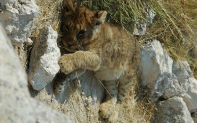 Un lionceau du Namibie Etosha National Park (Crédit : GIRAUD Patrick/GNU Free Documentation License/Wikimédia)