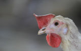 Un poulet. Illustration. (Crédit : Nati Shohat/Flash90)