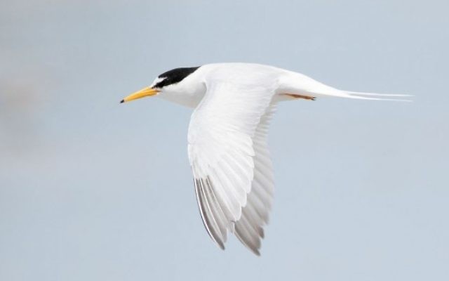 Sterne naine (Sternula albifrons), Little Swanport, Tasmanie, Australie, (Crédit photo: Wikipedia / JJ Harrison, CC BY-SA 3.0)