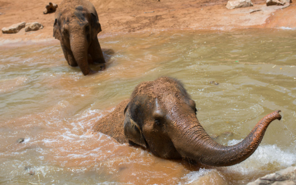 Des éléphants font trempette au Zoo biblique de Jérusalem lors d'une journée torride le 27 mai 2015 (Crédit photo: Yonatan Sindel / Flash90)