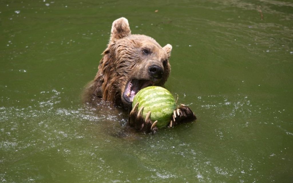 Un ours brun mange une pastèque dans une piscine au zoo biblique de Jérusalem  le 27 mai 2015, alors que les températures en Israël ont dépassé 44 degrés Celsius  (Crédit photo: Menahem Kahana / AFP)