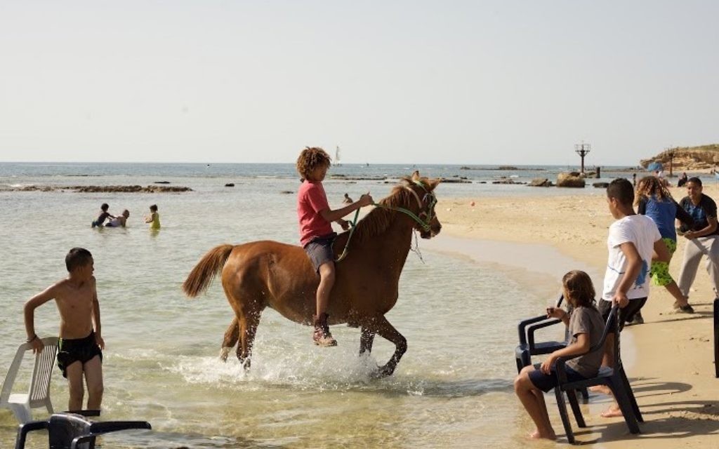 Il est fréquent de voir ses chevaux à Jisr az-Zarqa (Photo: Eliyahu Kamisher)