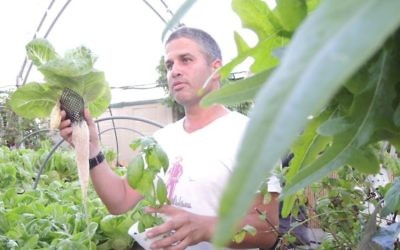 Mendi Falk montre comment les plantes poussent dans des systèmes hydroponiques sur le toit du Dizengoff Center (Crédit : Melanie Lidman / Times of Israel