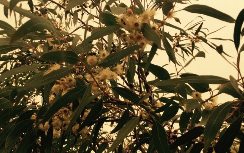 Les fleurs en forme de cloche du Lemon Mallee eucalyptus aide à la pollinisation (Photo: Jessica Steinberg / Times of Israel) Les fleurs en forme de cloche du Lemon Mallee eucalyptus aide à la pollinisation (Photo: Jessica Steinberg / Times of Israel)