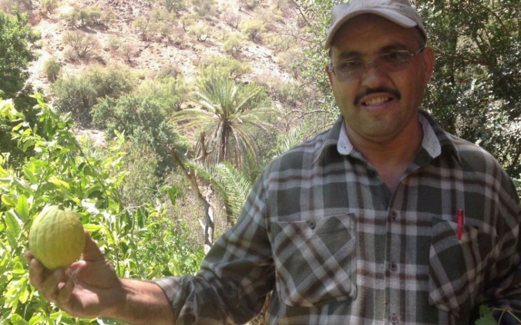Le chauffeur Mohammed tenant un etrog au Maroc (Photo: Ben Sales/ JTA)