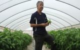 Inon Rosenblum dans une serre où il cultive le basilic. Il emploie 30 travailleurs palestiniens pendant la haute saison (Crédit : Melanie Lidman/Times of Israel)