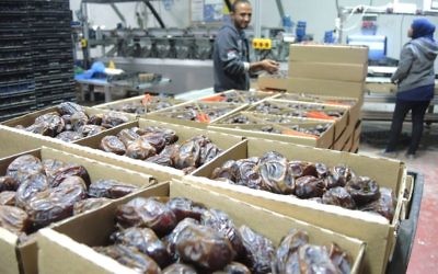 Des dattes Majdoul emballées par les travailleurs palestiniens (Crédit : Melanie Lidman/Times of Israel)