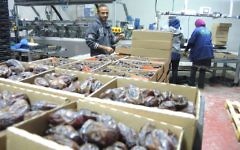 Des travailleurs palestiniens dans une usine d'emballage de dattes dans la vallée du Jourdain en Cisjordanie, le 11 novembre 2015. Ce produit sera étiqueté "Produit de Cisjordanie (implantation israélienne), s'il est exporté vers l'Union européenne. (Crédit : Melanie Lidman/Times of Israel)