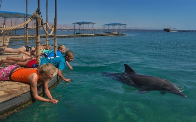 Dolphin Reef d'Eilat (Crédit : Dafna Tal / www.goisrael.com)